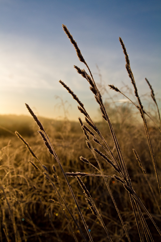 Grass Fringed With Frost